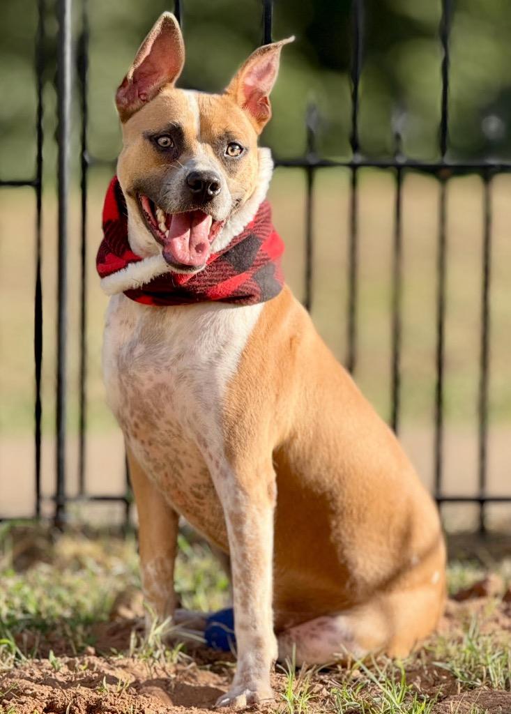 Enlarge Axel, a Adoptable Pit Bull Terrier in Austin, TX image 4/6