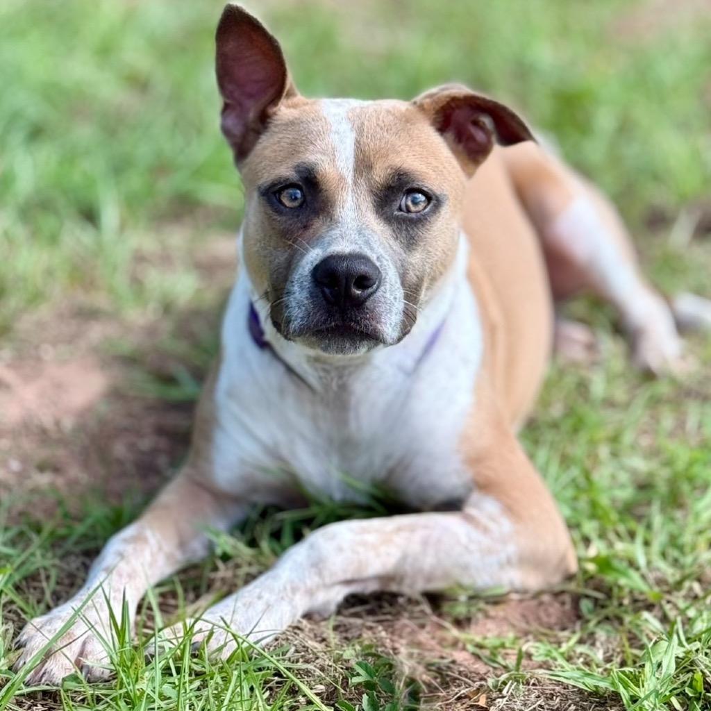 Enlarge Axel, a Adoptable Pit Bull Terrier in Austin, TX image 5/6