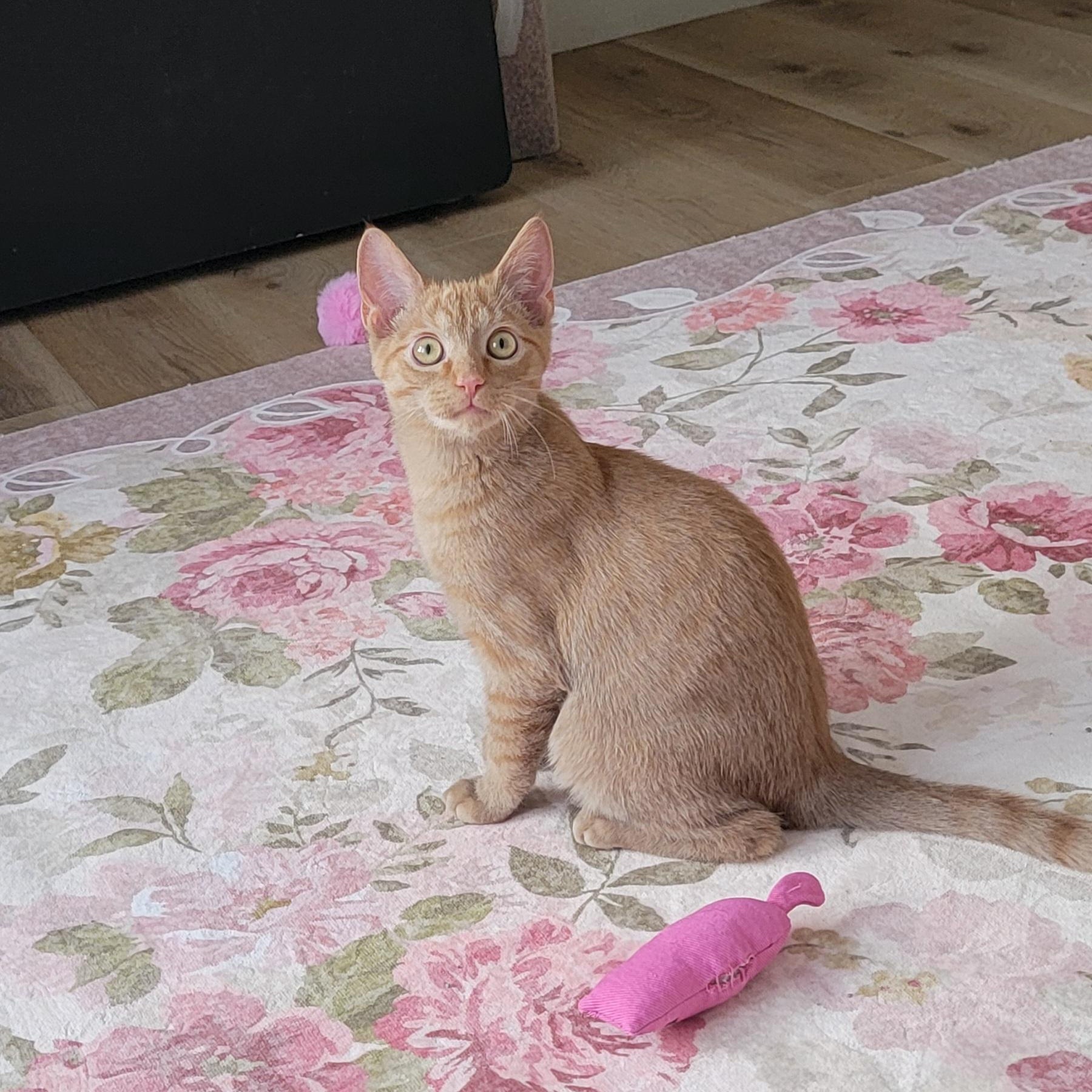 Enlarge Zagnut Adopted 1.9.26, an adoptable Domestic Short Hair in Wyandotte, MI image 1/6