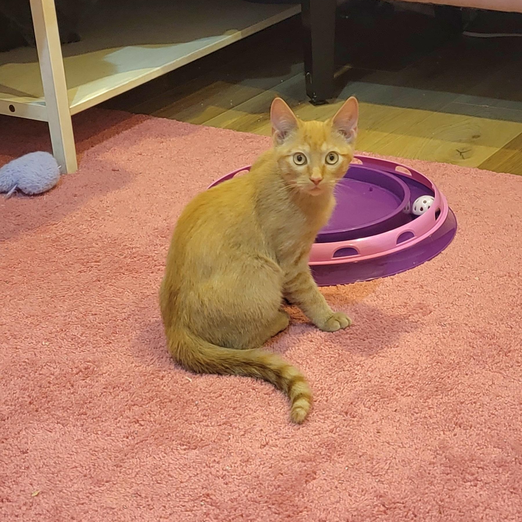 Enlarge Zagnut, an adoptable Domestic Short Hair in Wyandotte, MI image 3/6