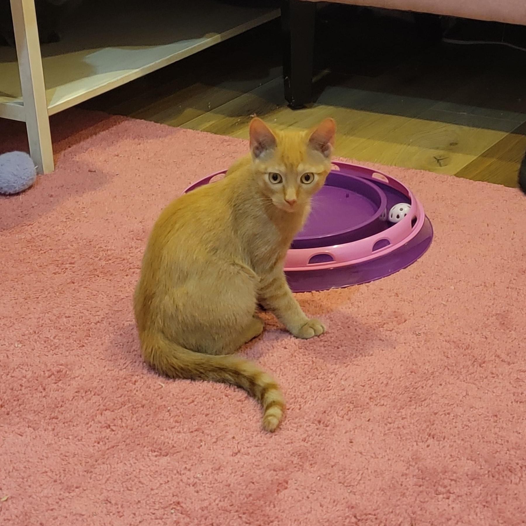 Enlarge Zagnut, an adoptable Domestic Short Hair in Wyandotte, MI image 4/6