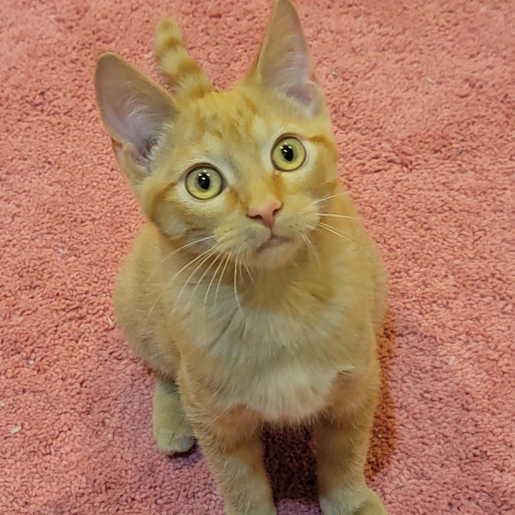 Enlarge Zagnut, an adoptable Domestic Short Hair in Wyandotte, MI image 6/6