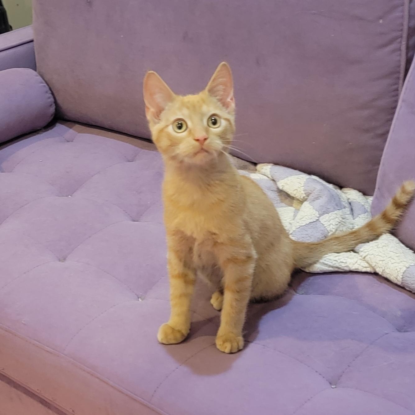 Enlarge Zagnut, an adoptable Domestic Short Hair in Wyandotte, MI image 1/6