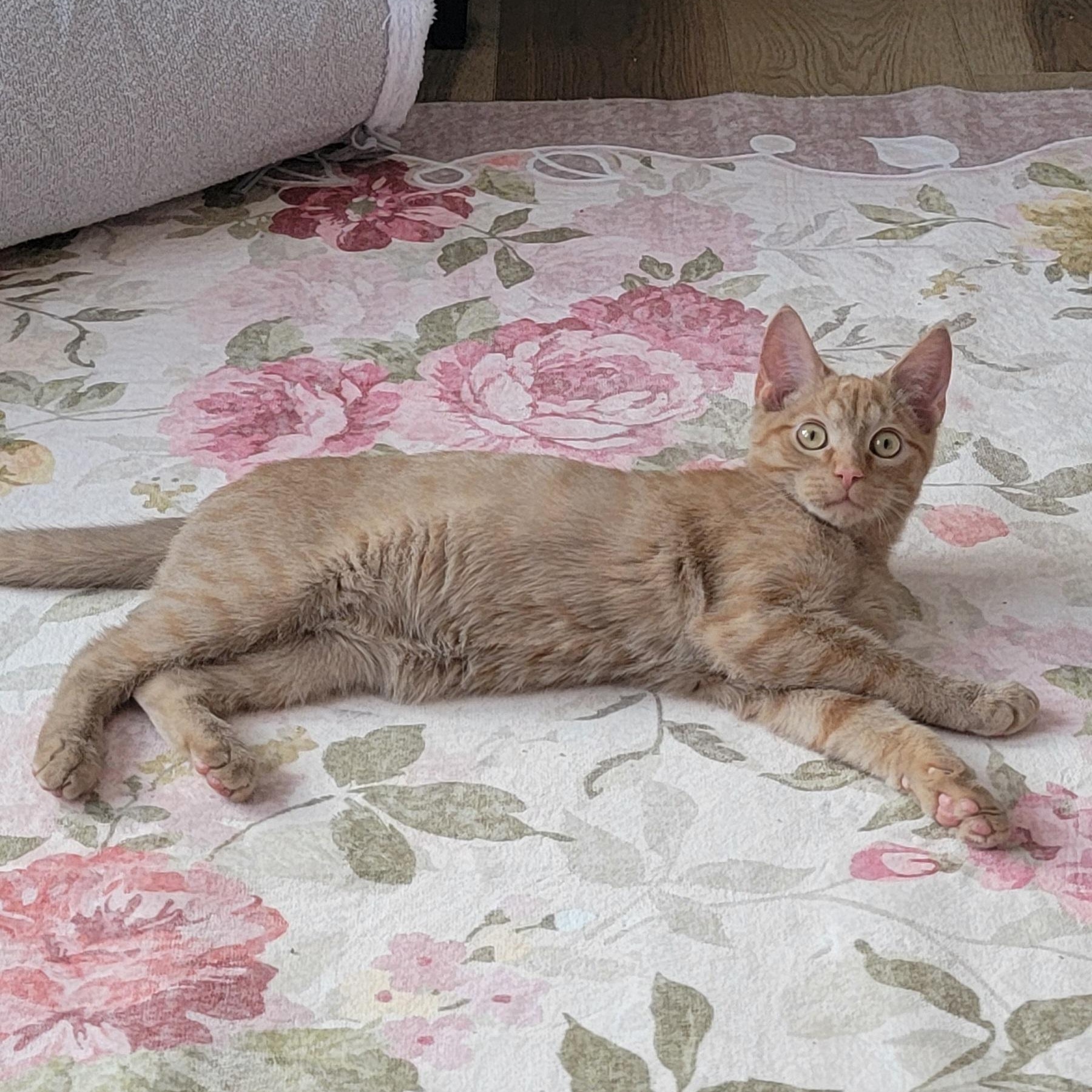 Enlarge Zagnut Adopted 1.9.26, an adoptable Domestic Short Hair in Wyandotte, MI image 3/6