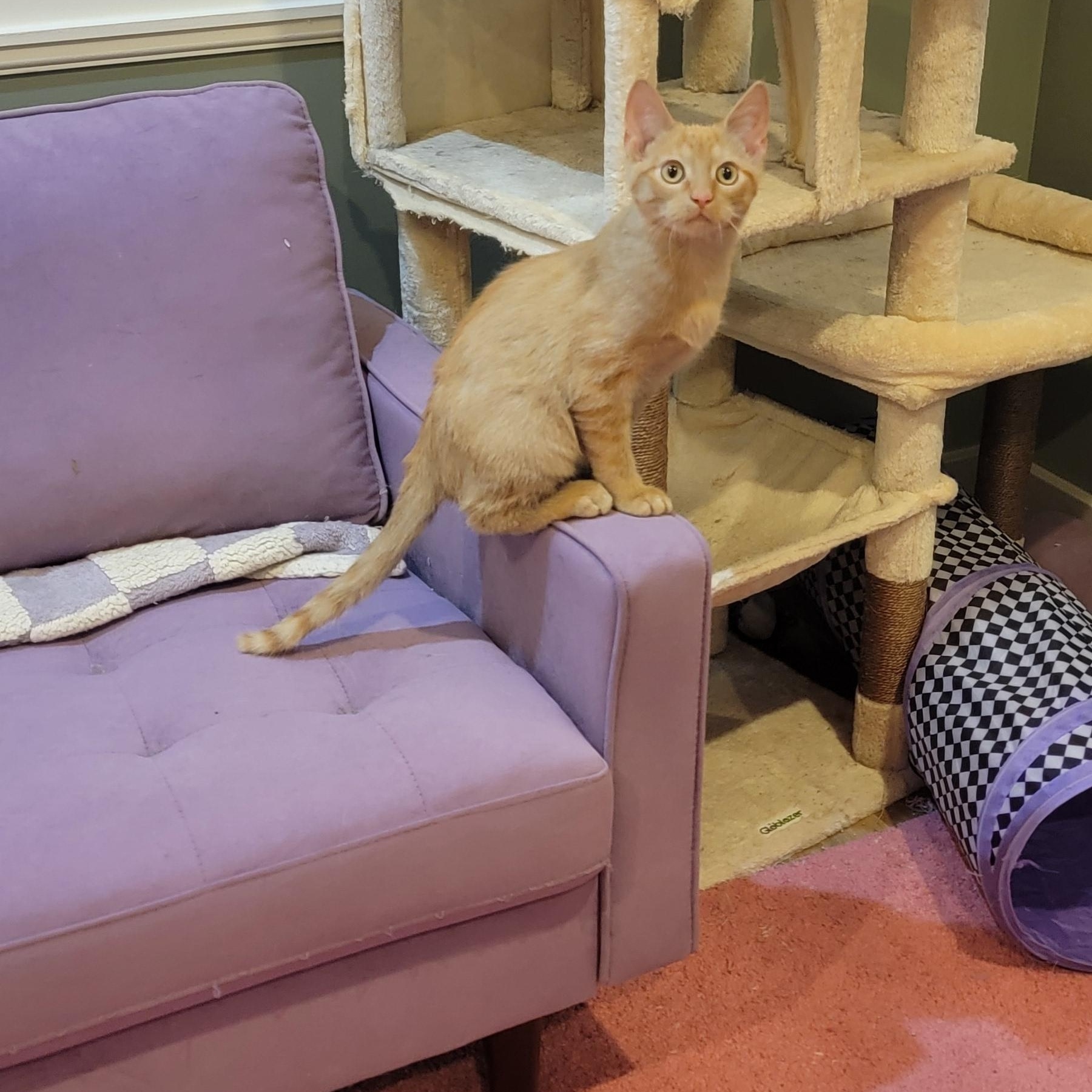 Enlarge Zagnut, an adoptable Domestic Short Hair in Wyandotte, MI image 2/6