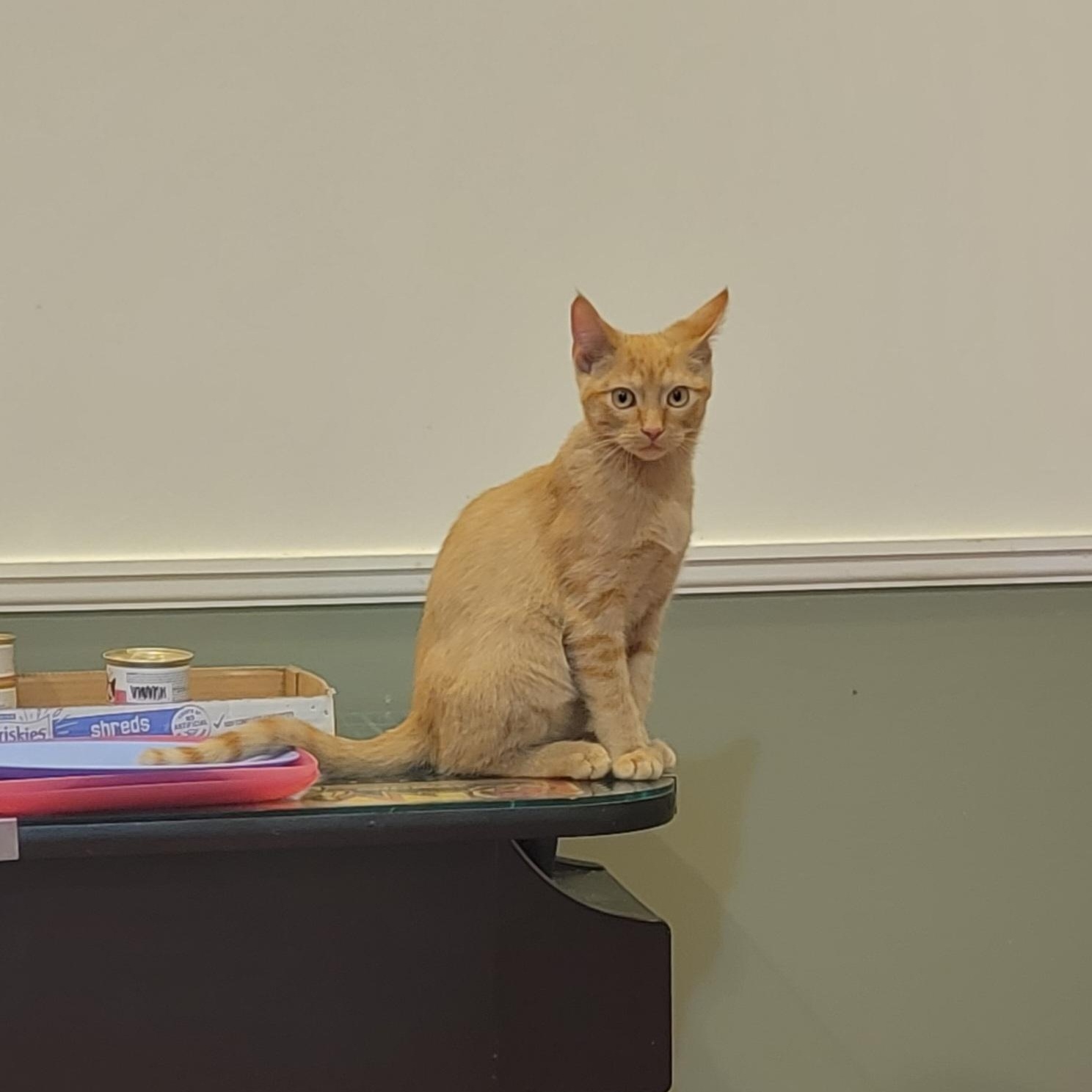 Enlarge Zagnut, an adoptable Domestic Short Hair in Wyandotte, MI image 5/6