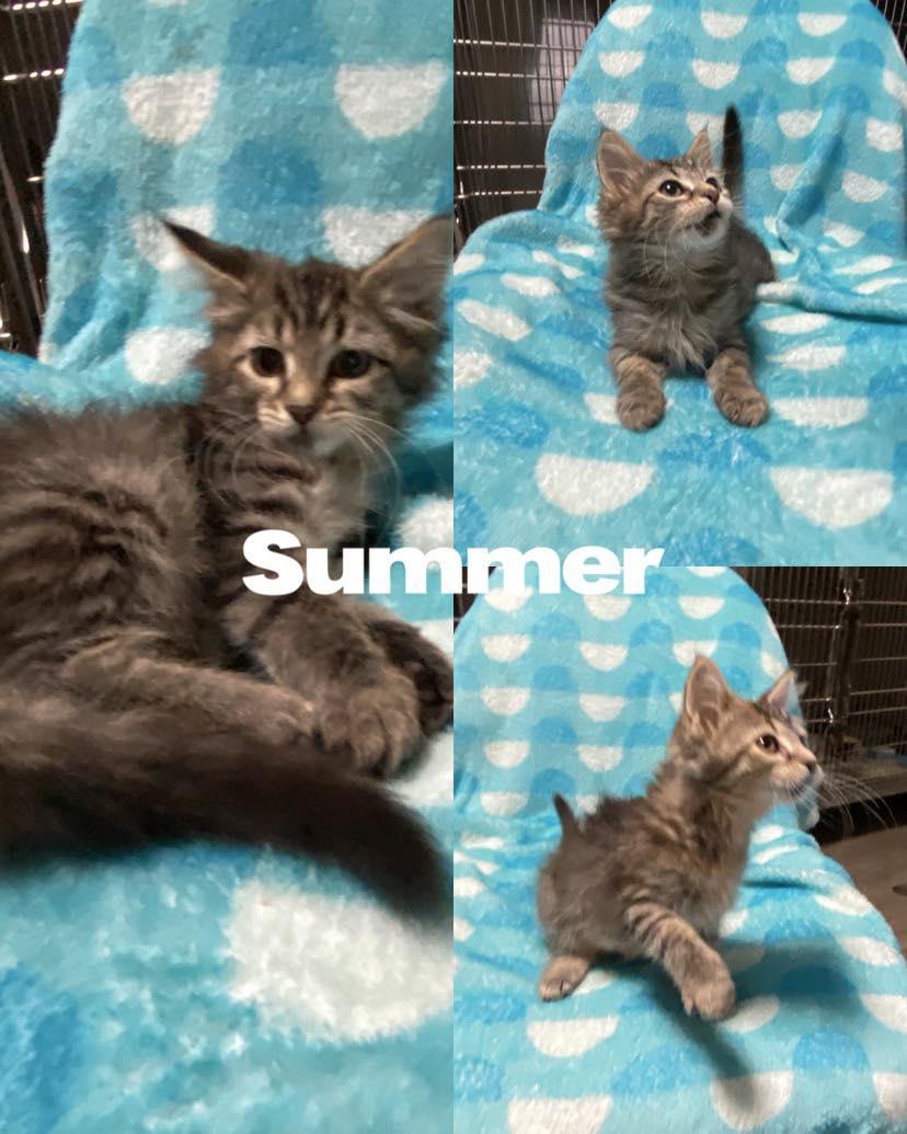 Summer