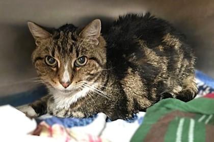 Tiger — thumbnail 2