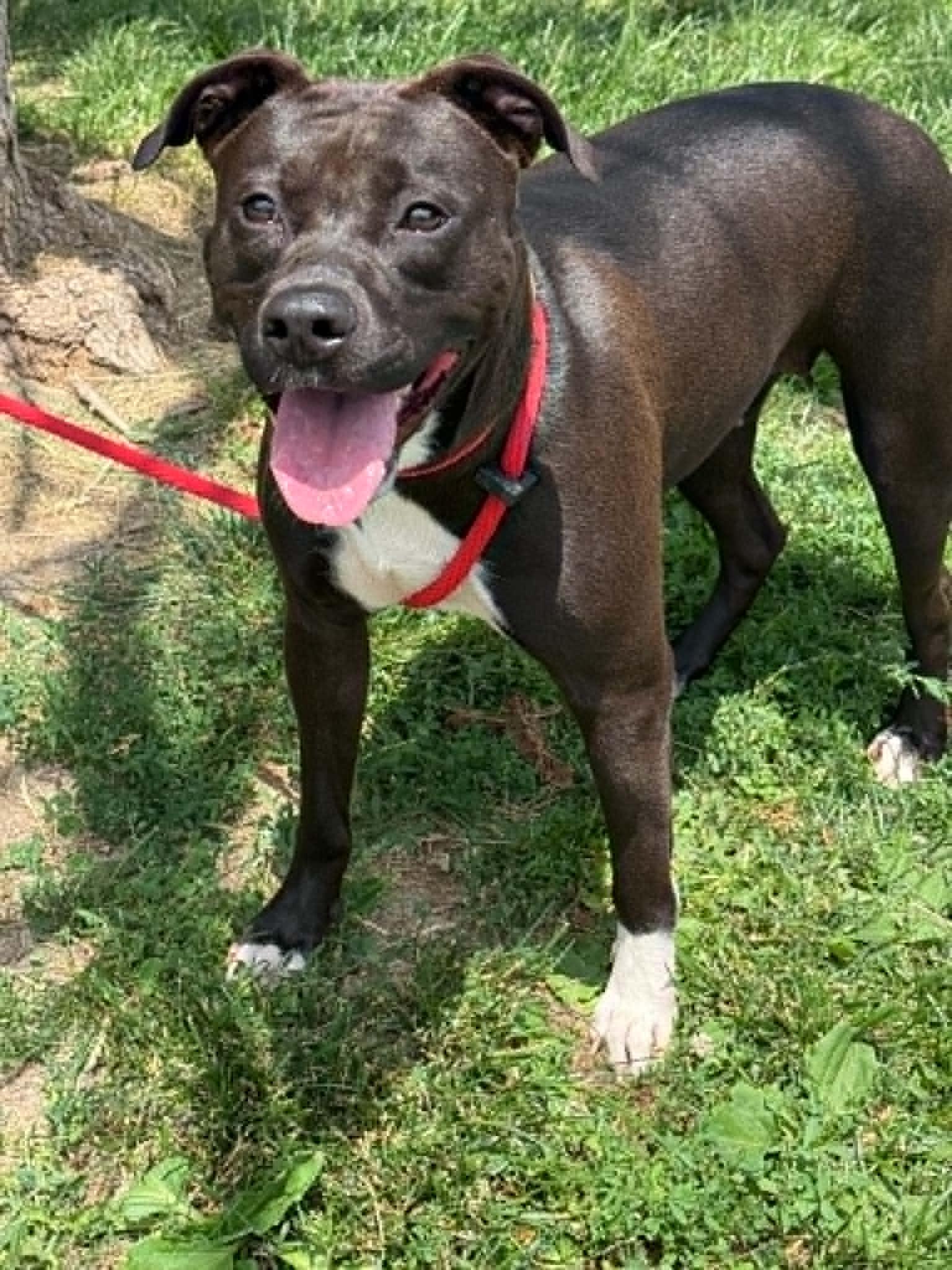 Enlarge Zelda, a ADOPTABLE mixed breed in Springfield, IL image 2/3