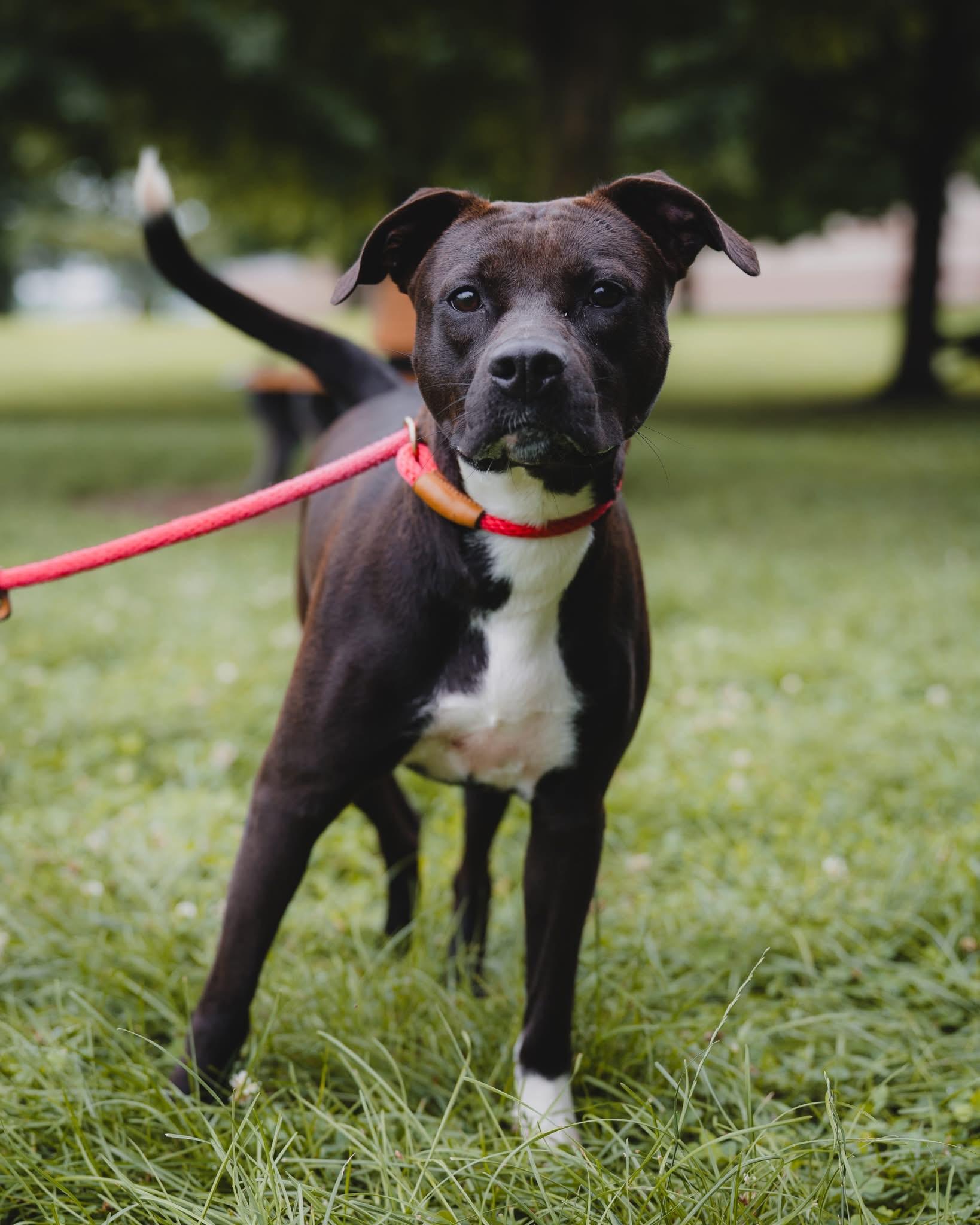 Zelda, ADOPTABLE, Young Female Pit Bull Terrier.