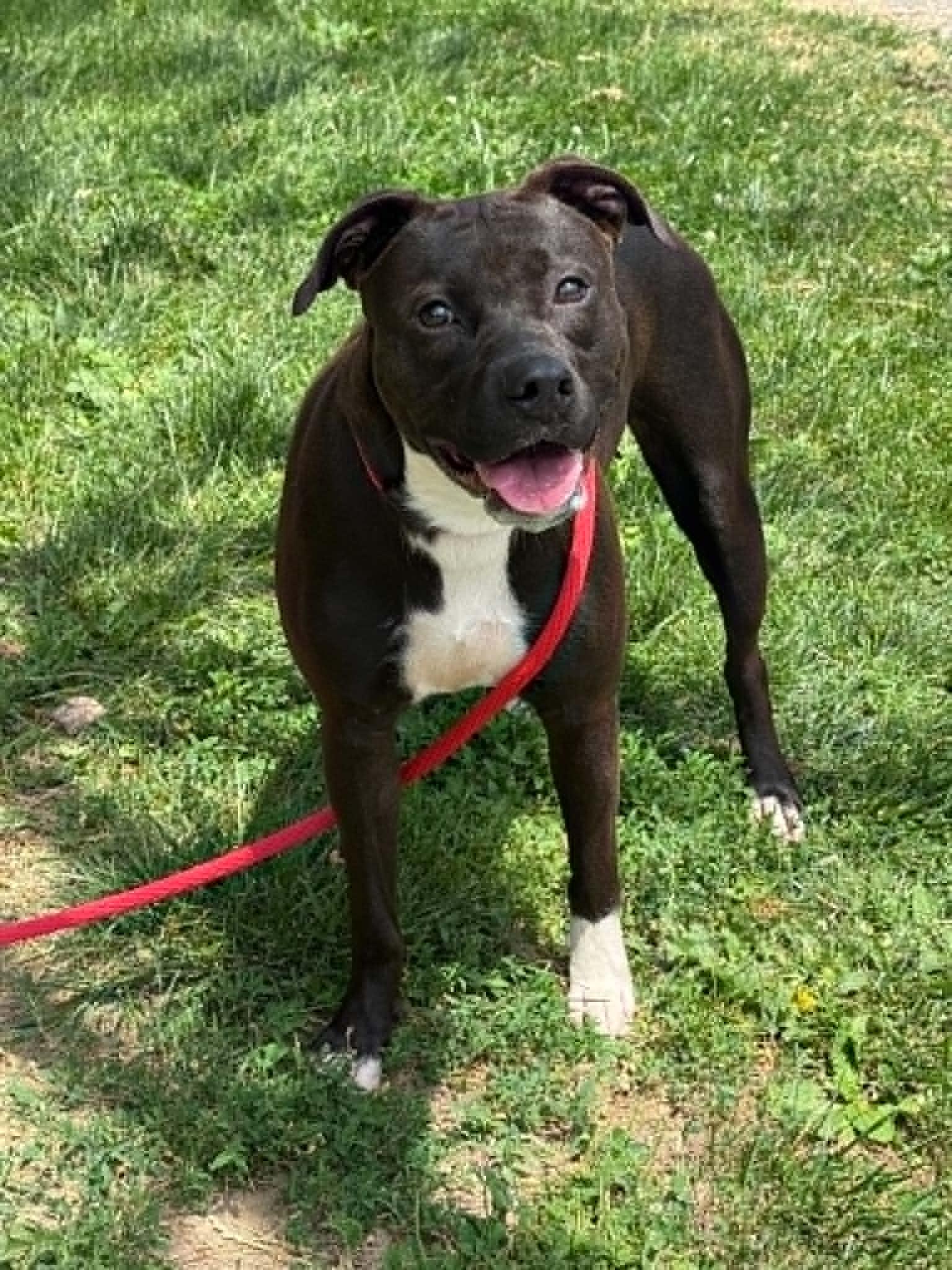 Enlarge Zelda, a ADOPTABLE mixed breed in Springfield, IL image 3/3