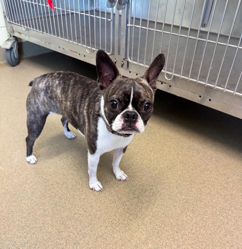 Enlarge Brynda Lynn - 4277 GA, a Adopted Boston Terrier in Maryville, TN image 1/3