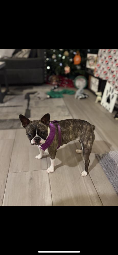 Enlarge Brynda Lynn - 4277 GA, a Adopted Boston Terrier in Maryville, TN image 2/3