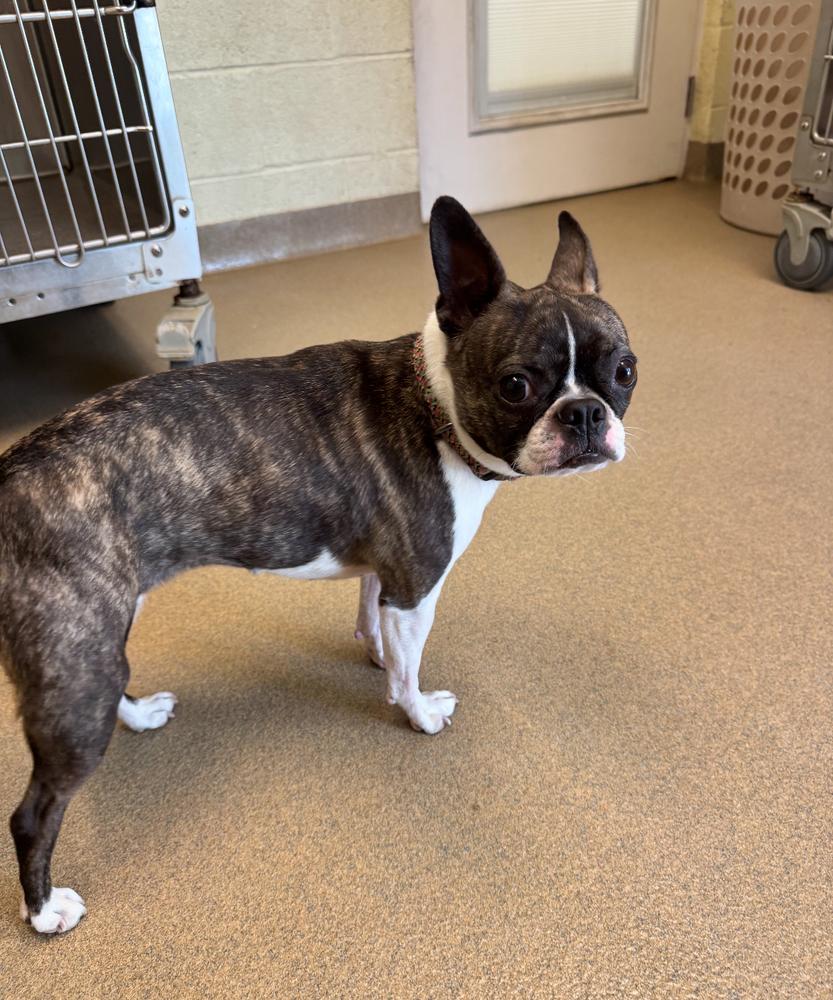 Enlarge Brynda Lynn - 4277 GA, a Adopted Boston Terrier in Maryville, TN image 3/3