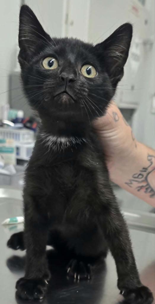 Korky, Adoptable, Kitten Male Domestic Short Hair.
