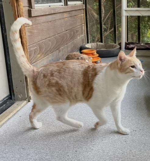 Renn, Adoptable, Adult Male Domestic Short Hair & Oriental Short Hair.