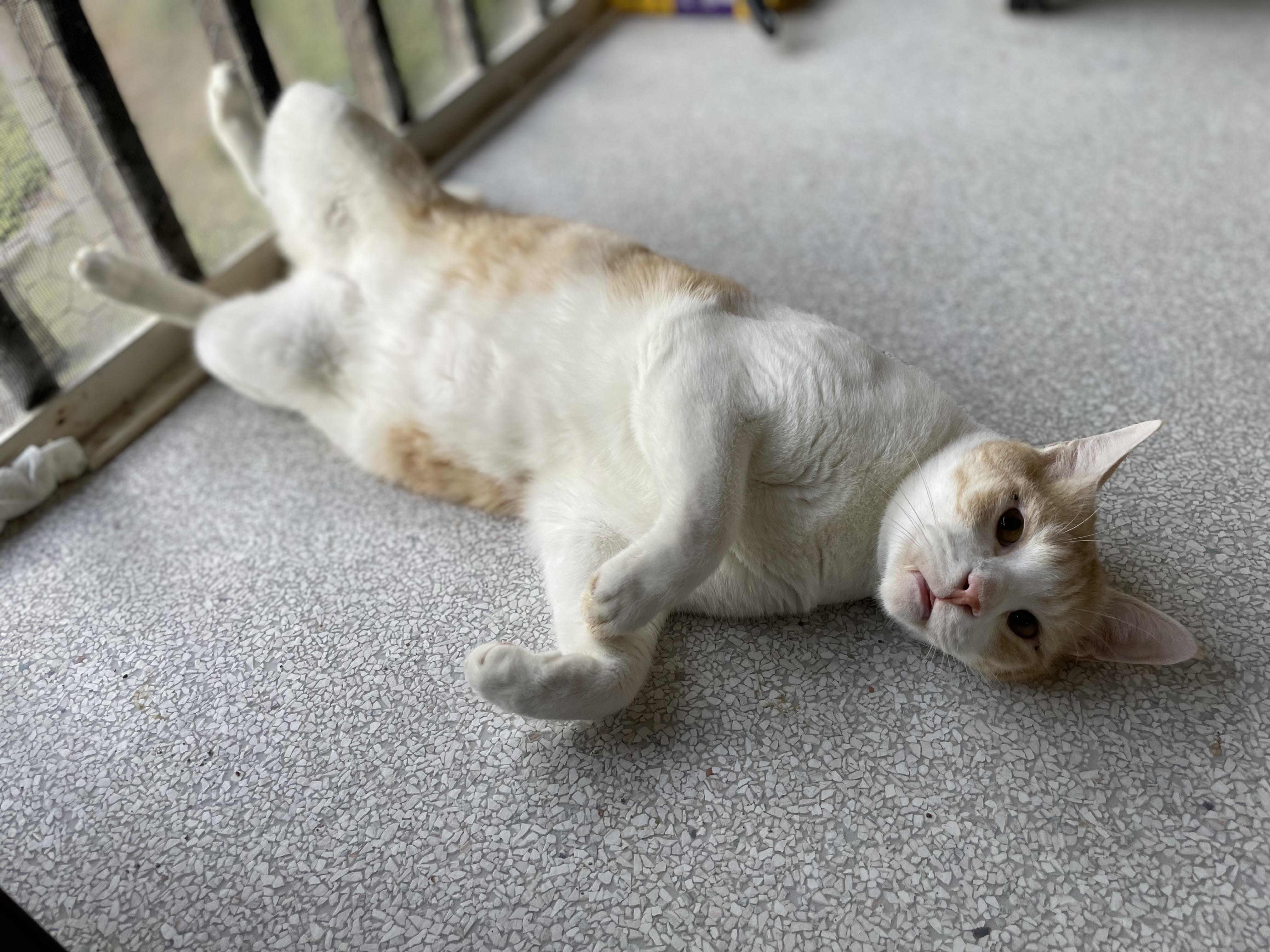 Enlarge Renn, a Adoptable mixed breed in Beverly Hills, CA image 3/4