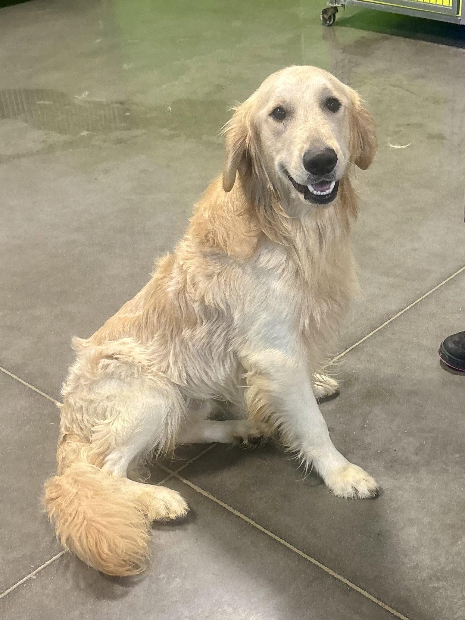 Enlarge Buttersworth, a Adopted Golden Retriever in Euless, TX image 1/1