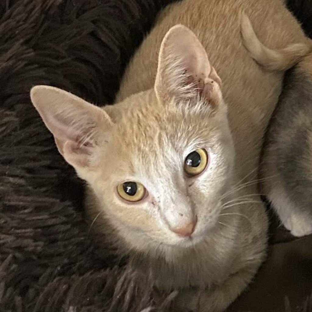 Enlarge Gravy, a Adoptable Domestic Short Hair in SAN ANTONIO, TX image 2/2