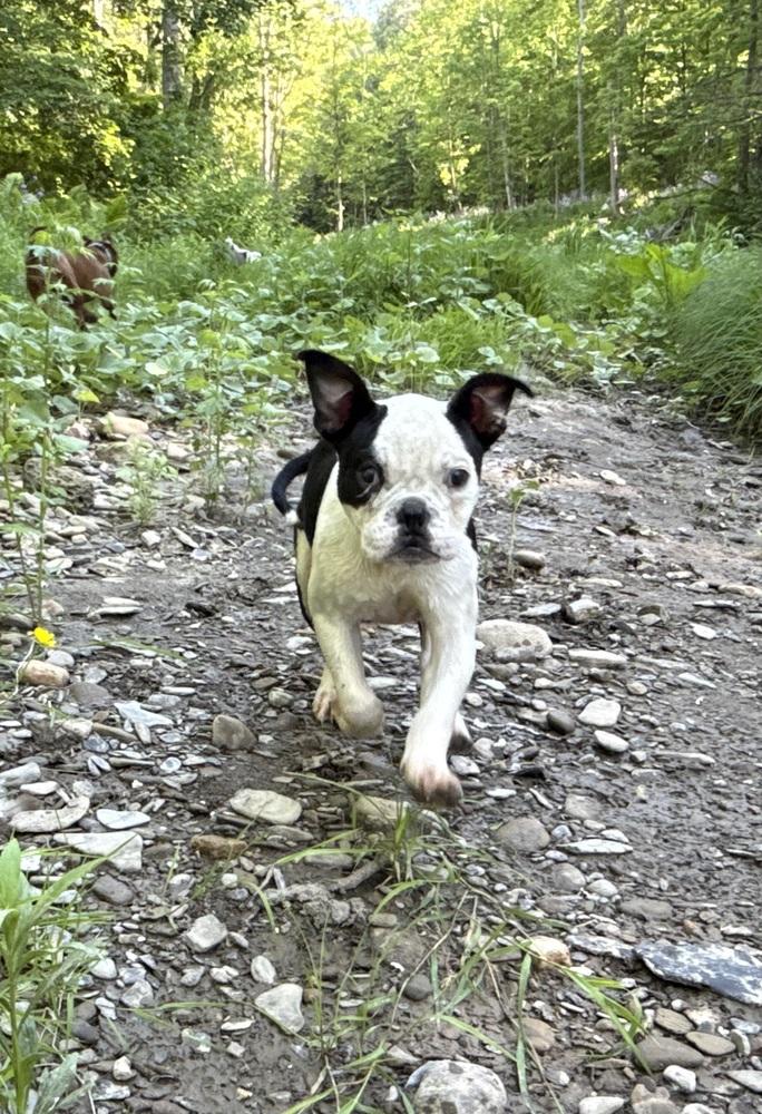 Elvis, Adoptable, Puppy Male Boston Terrier.