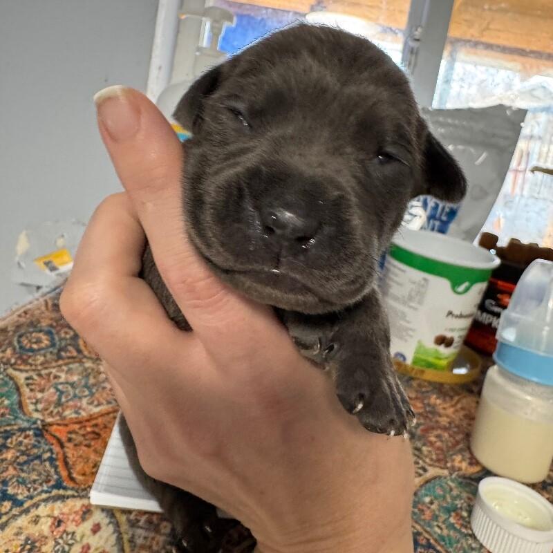 Enlarge MARCUS BRIDGERTON, a Adoptable American Staffordshire Terrier in lawton, OK image 2/5