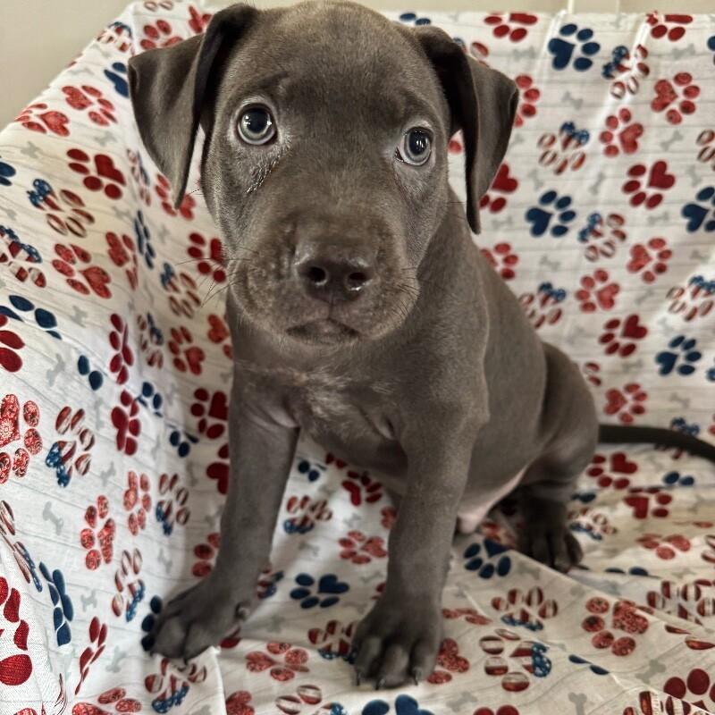 Enlarge MARCUS BRIDGERTON, a Adoptable American Staffordshire Terrier in lawton, OK image 3/5