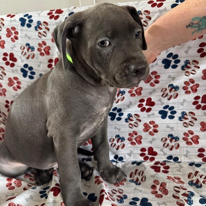 Enlarge MARCUS BRIDGERTON, a Adoptable American Staffordshire Terrier in lawton, OK image 4/5