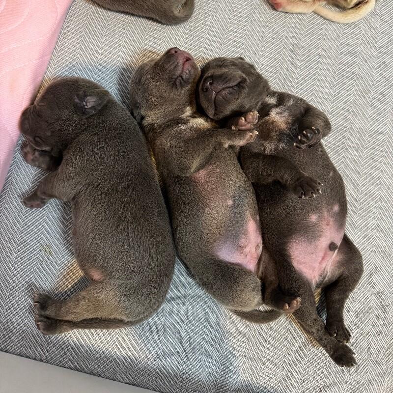 Enlarge MARCUS BRIDGERTON, a Adoptable American Staffordshire Terrier in lawton, OK image 5/5