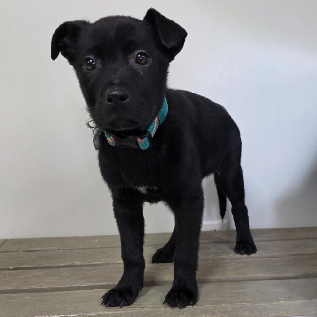 Willie (Green/1), Adopted, Puppy Male Labrador Retriever.