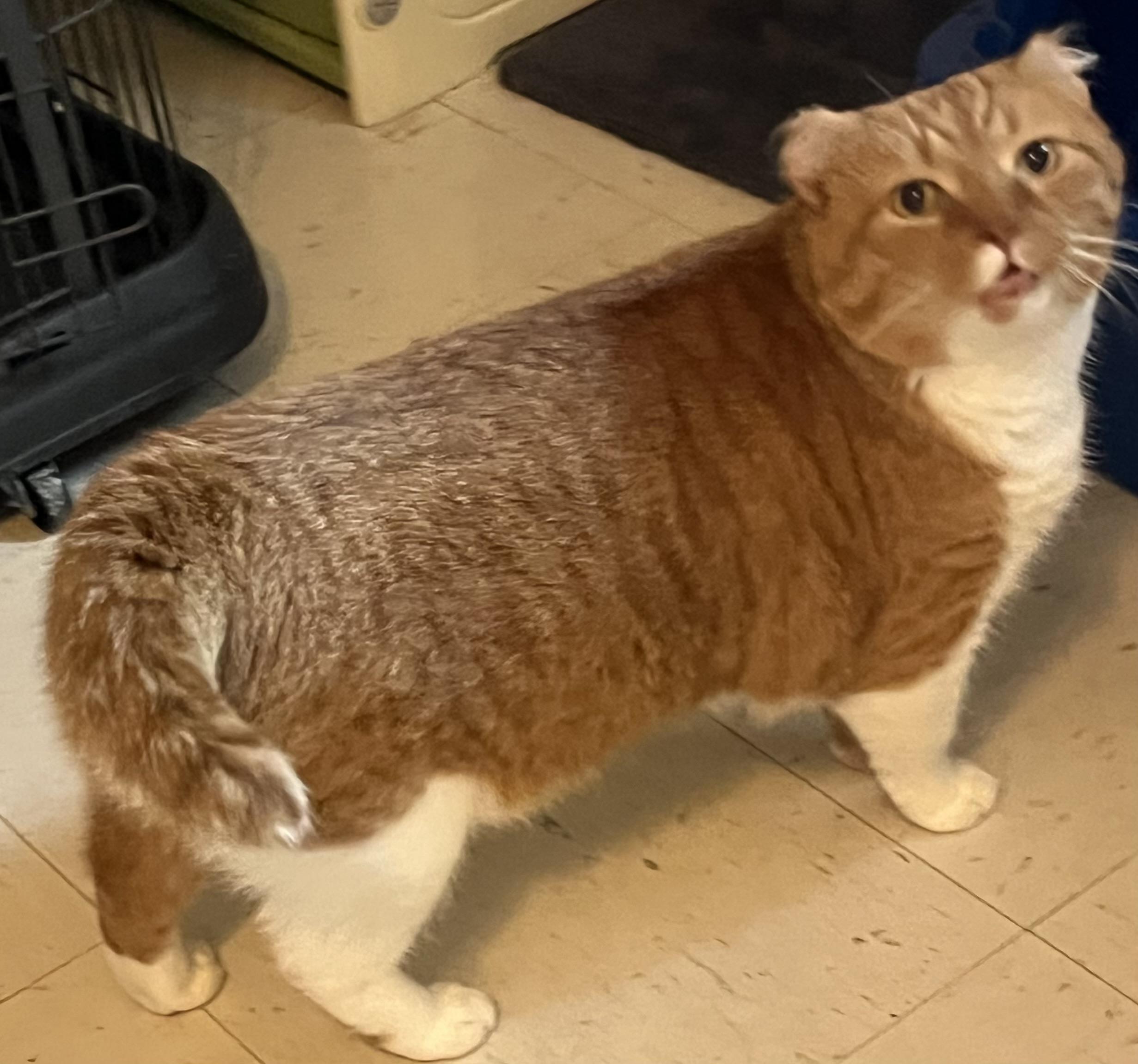 Enlarge Hugo, a Adopted Domestic Short Hair in Moline, IL image 2/3