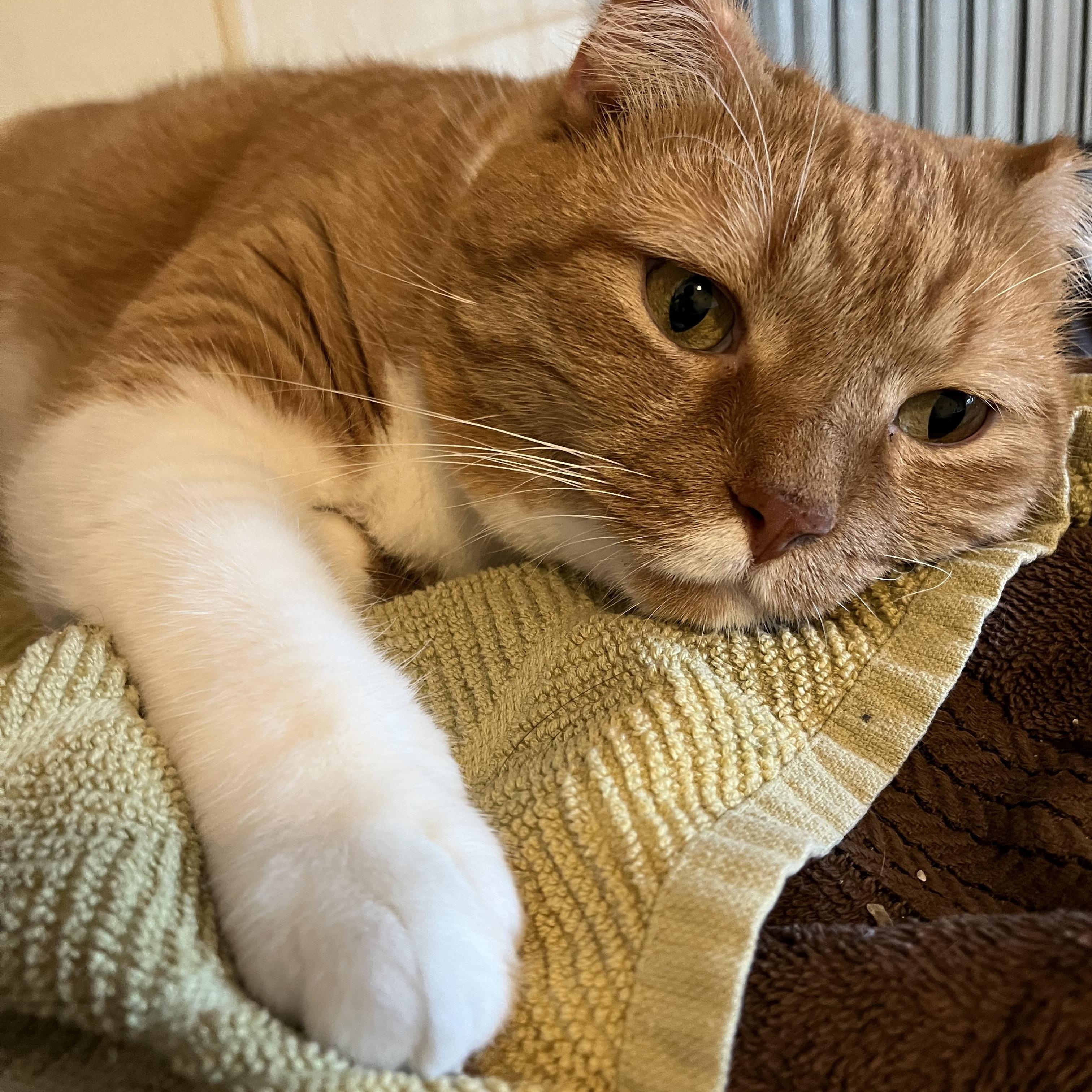 Hugo, Adopted, Adult Male Domestic Short Hair.