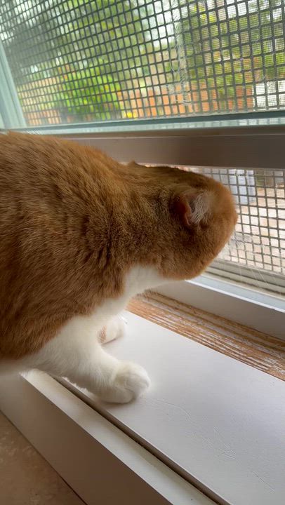 Enlarge Hugo, a Adopted Domestic Short Hair in Moline, IL video 3/3