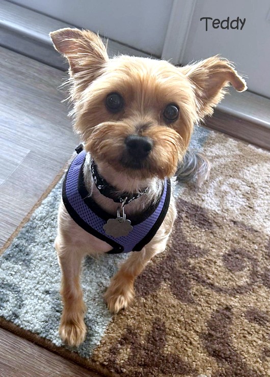 Enlarge Teddy, a Adopted Yorkshire Terrier in Orlando, FL image 1/1