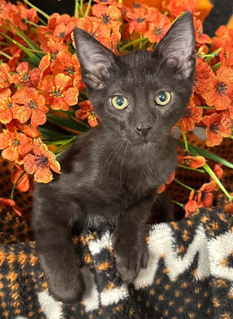 Enlarge 5/12/26 Venice, a Adoptable mixed breed in Stillwater, OK image 1/1