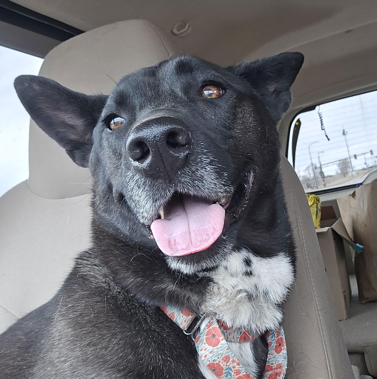 Lily Bloom, a Adoptable mixed breed in Brooklyn Center, MN image 3/3