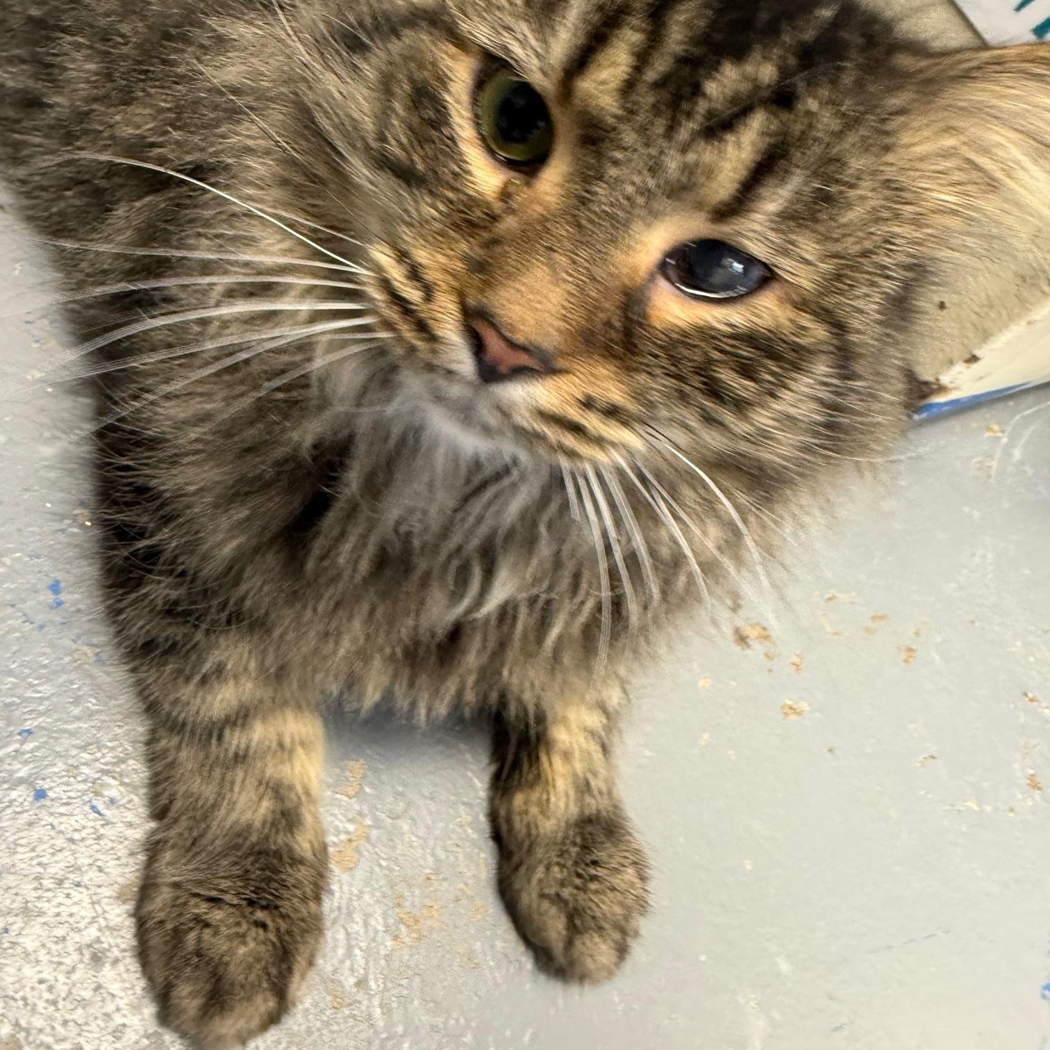 Mister, ADOPTABLE, Adult Male Maine Coon.