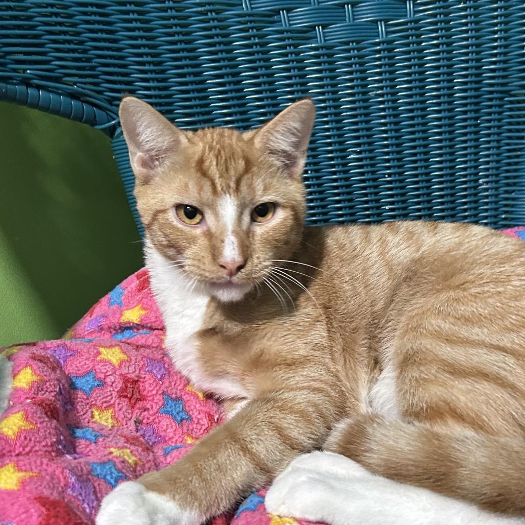 Enlarge Storm, a Adoptable Domestic Short Hair in Oyster Bay, NY image 1/2