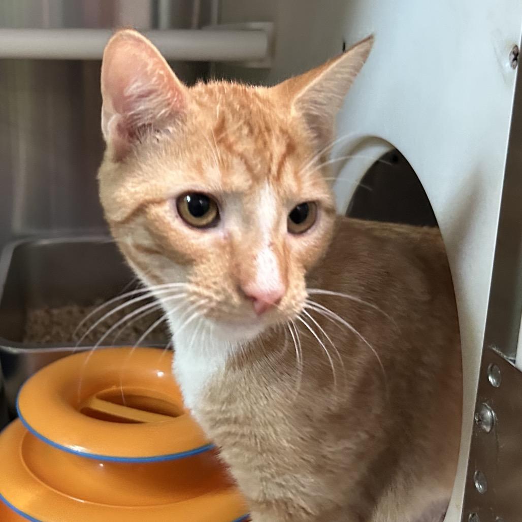 Enlarge Storm, a Adoptable Domestic Short Hair in Oyster Bay, NY image 2/2