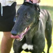 Enlarge Hidden Faith (Jinxy), a ADOPTABLE Greyhound in North Port, FL image 2/3