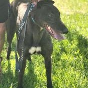Enlarge Hidden Faith (Jinxy), a ADOPTABLE Greyhound in North Port, FL image 3/3