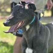 Hidden Faith (Jinxy), ADOPTABLE, Adult Male Greyhound.