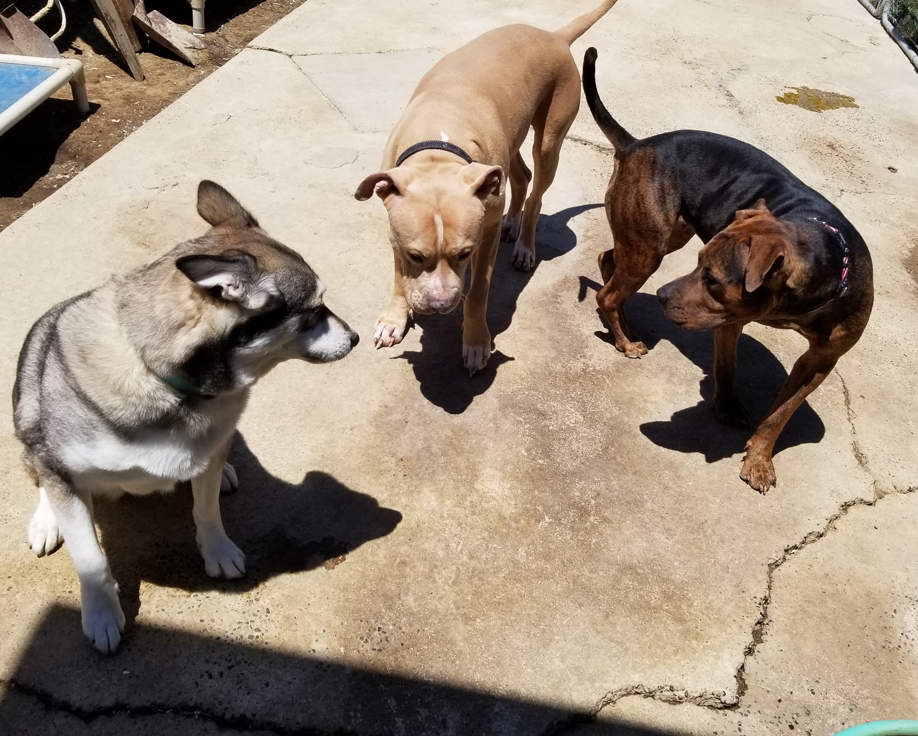Indie, a Adoptable mixed breed in Cantua Creek, CA image 1/12