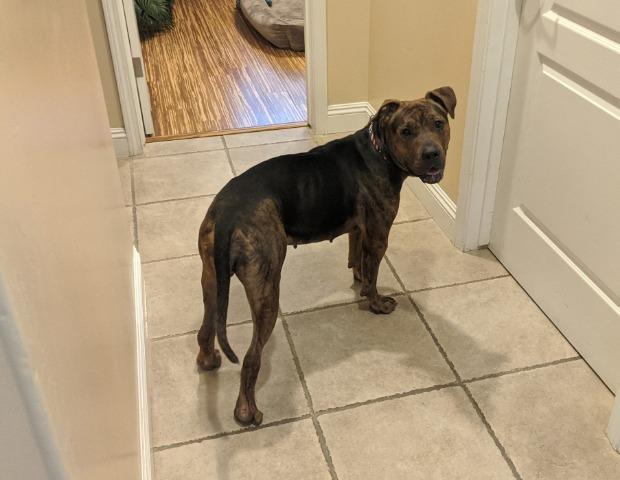 Indie, a Adoptable mixed breed in Cantua Creek, CA image 2/12