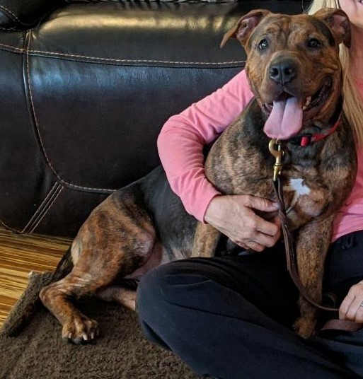 Indie, a Adoptable mixed breed in Cantua Creek, CA image 3/12