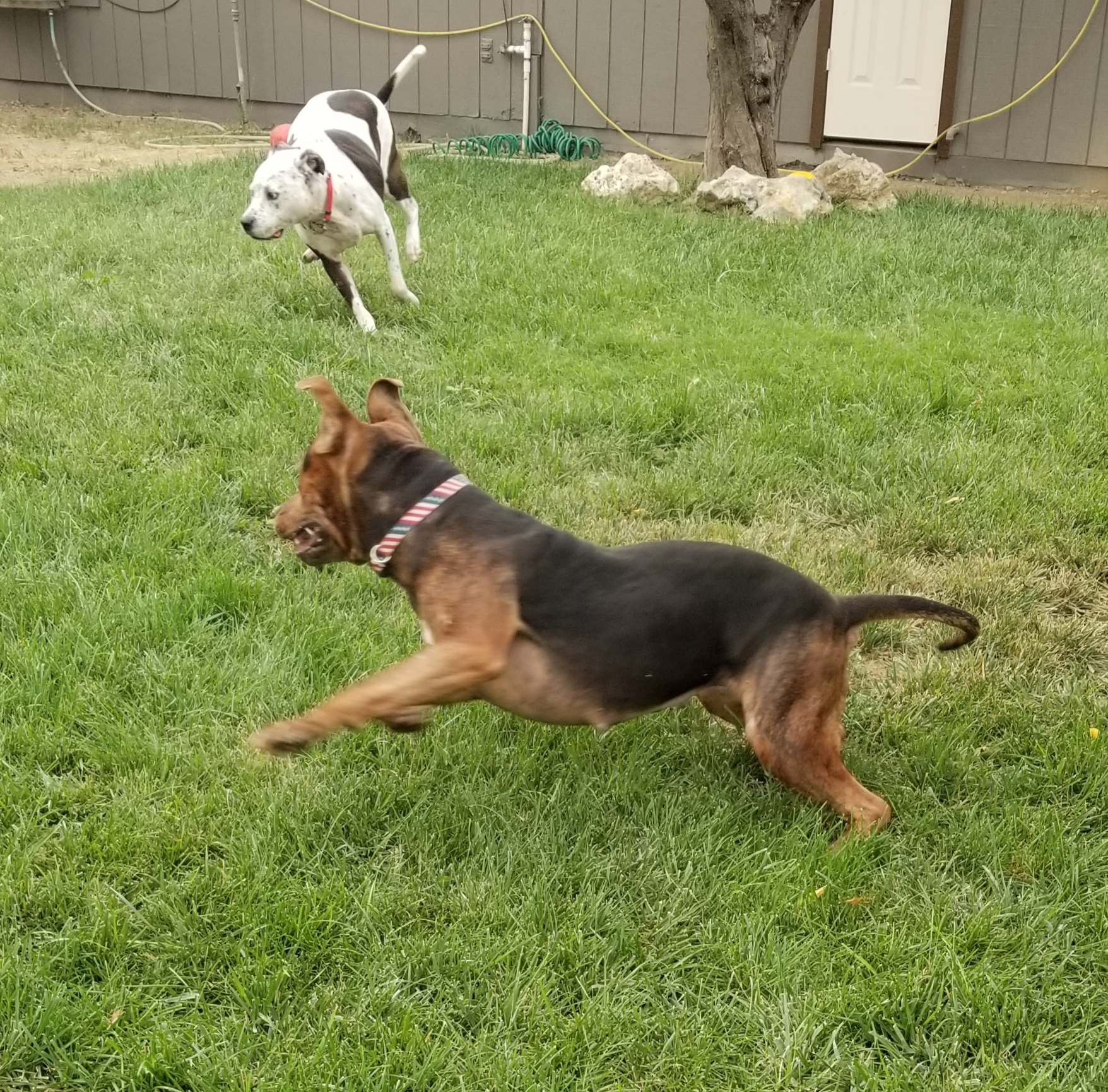 Indie, a Adoptable mixed breed in Cantua Creek, CA image 5/12