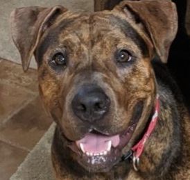 Indie, Adoptable, Adult Female Pit Bull Terrier & Mixed Breed.