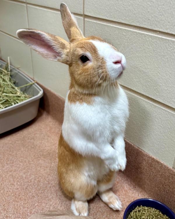 Pumpkin, Adoptable, Adult Male Dutch.