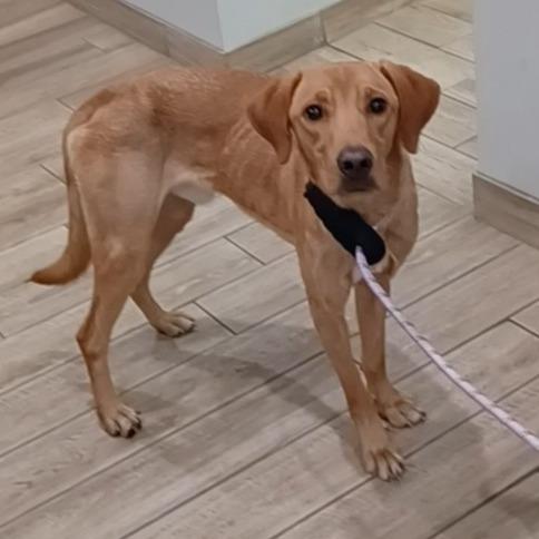 Jack-O'-Lantern, Adoptable, Adult Male Yellow Labrador Retriever & Mixed Breed.