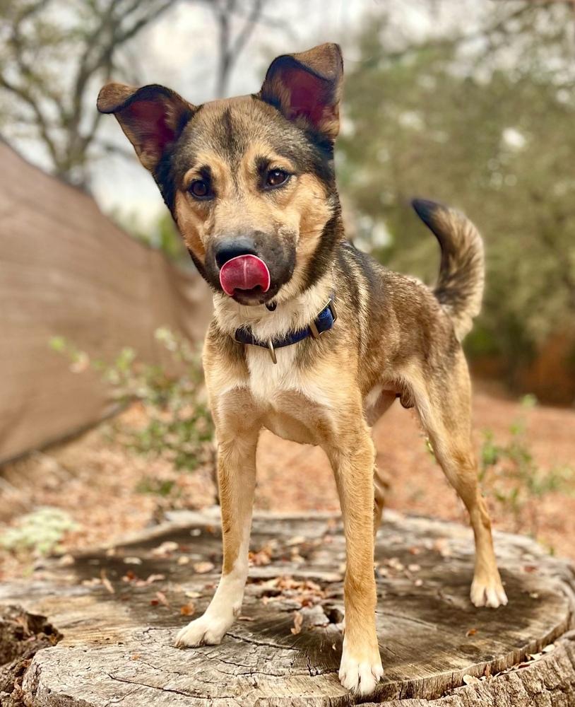 Taz, a Adoptable mixed breed in Jamestown, CA image 1/5