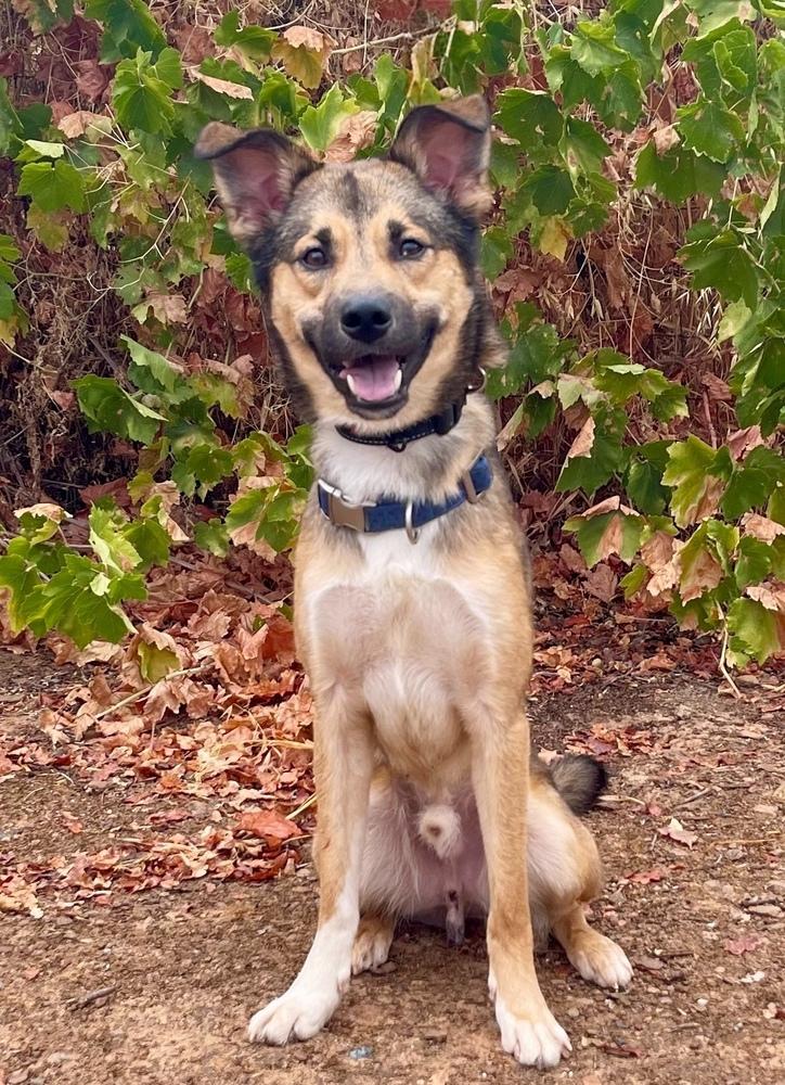 Taz, a Adoptable mixed breed in Jamestown, CA image 2/5